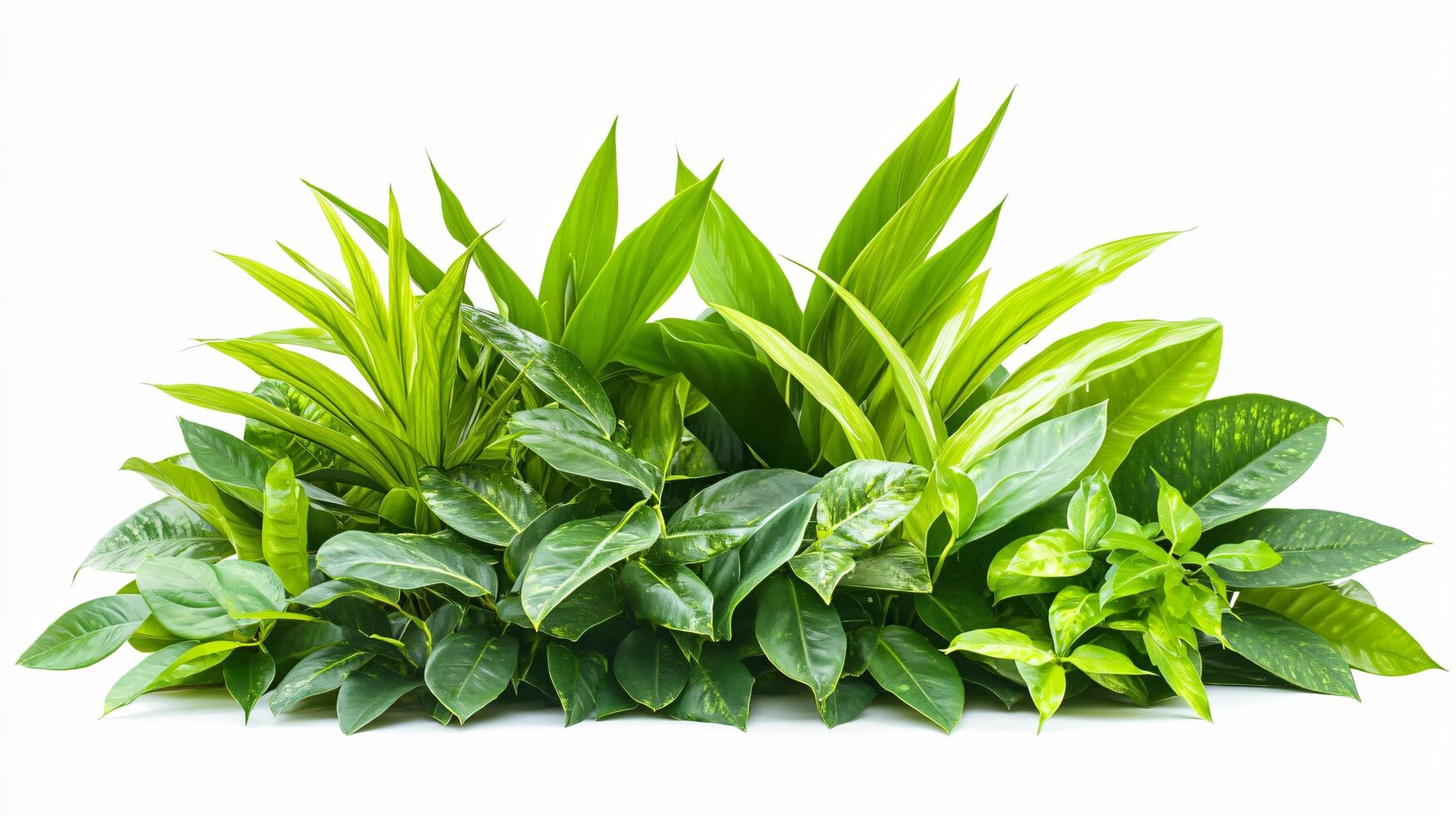 Lush Tropical Greenery photo