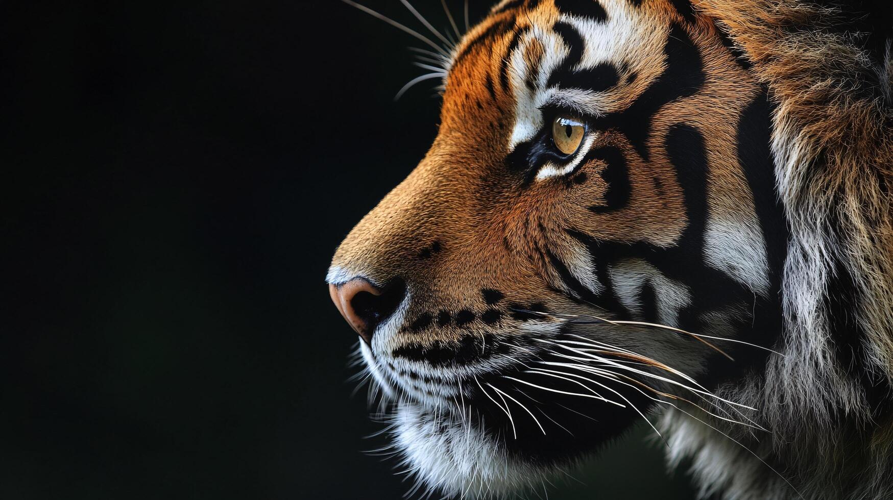 Regal tiger profile with striking fur patterns. photo