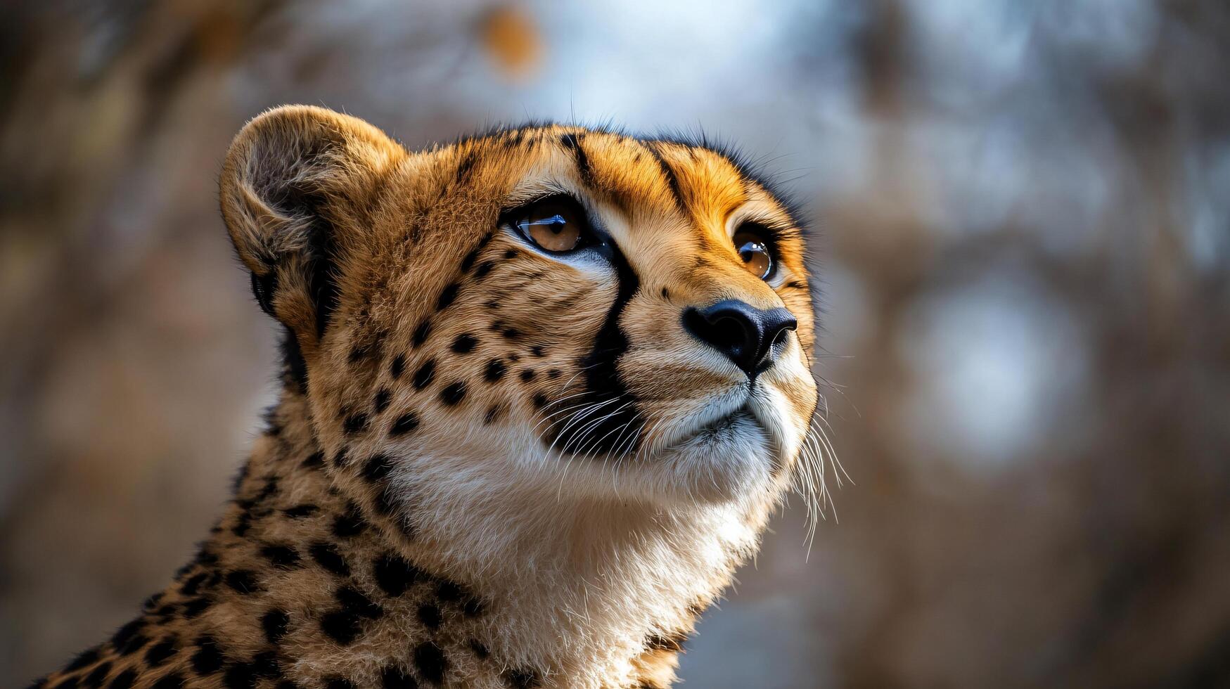 Cheetah looking upward, showcasing its spotted coat photo