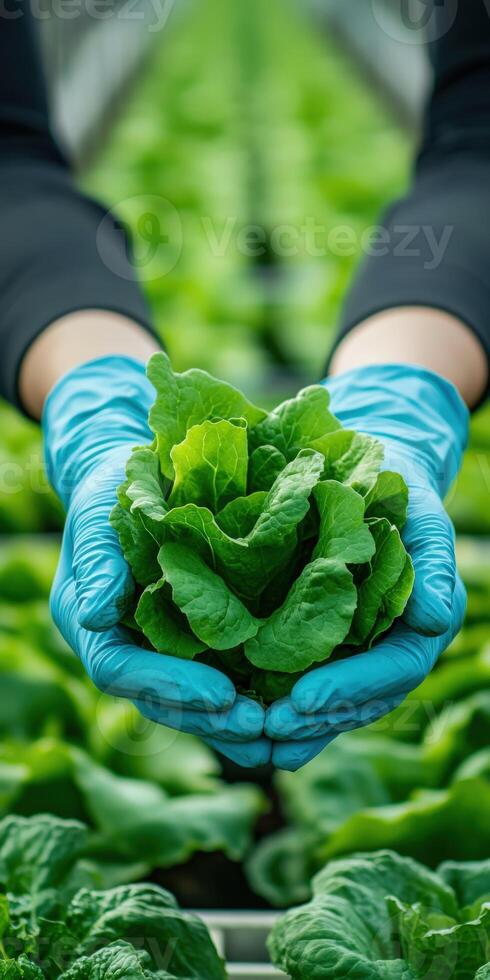 Freshly harvested lettuce held by hands in a greenhouse setting photo