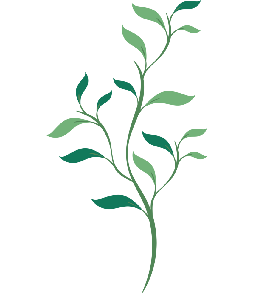 green plant leaves branch isolated png