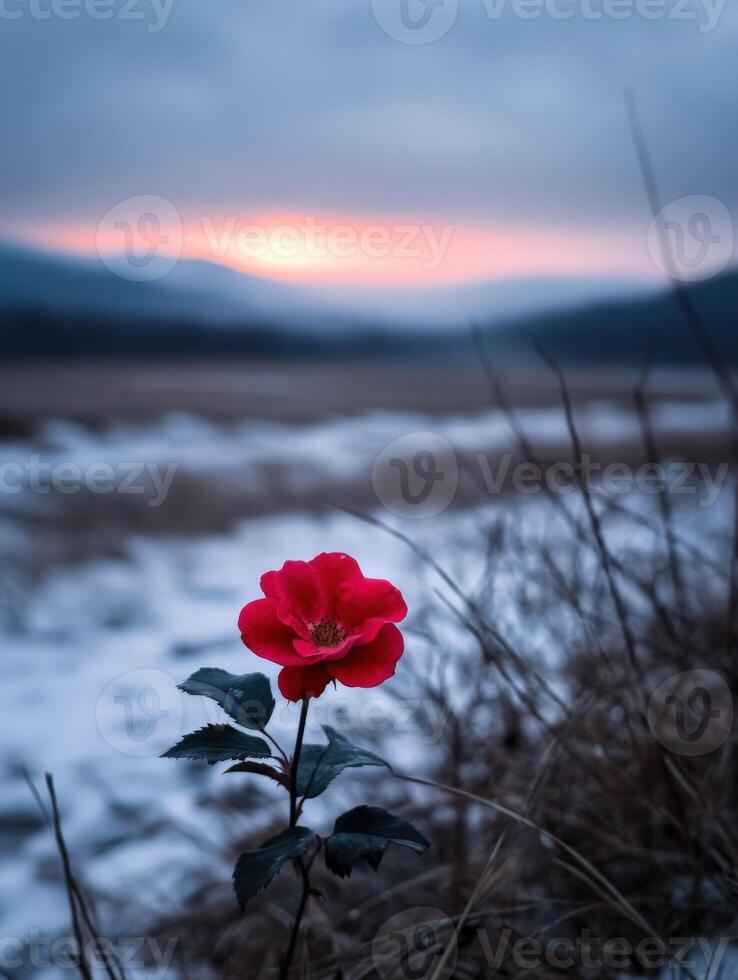 Red flower blossoms in snowy landscape during twilight hours photo