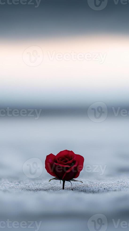 Red rose stands alone on sandy beach at dusk with soft waves in background photo