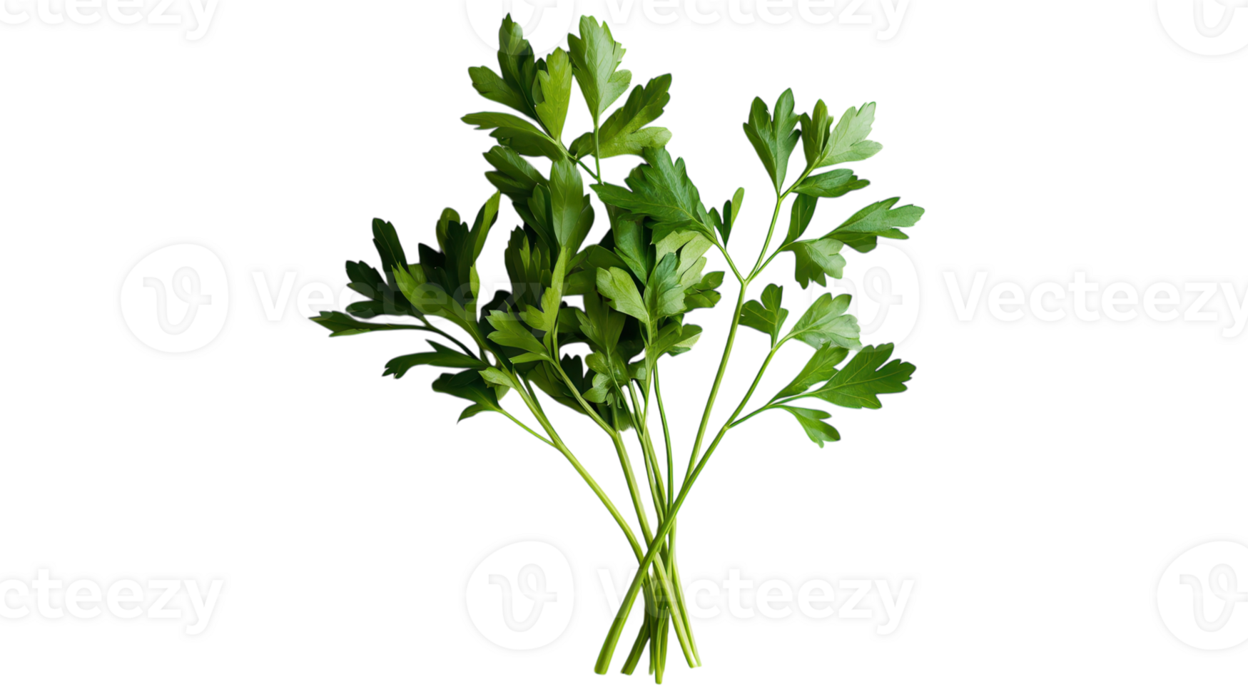 Fresh Bunch of Parsley Featuring Vibrant Green Leaves Ideal for Culinary and Garnishing Use in Various Dishes. png