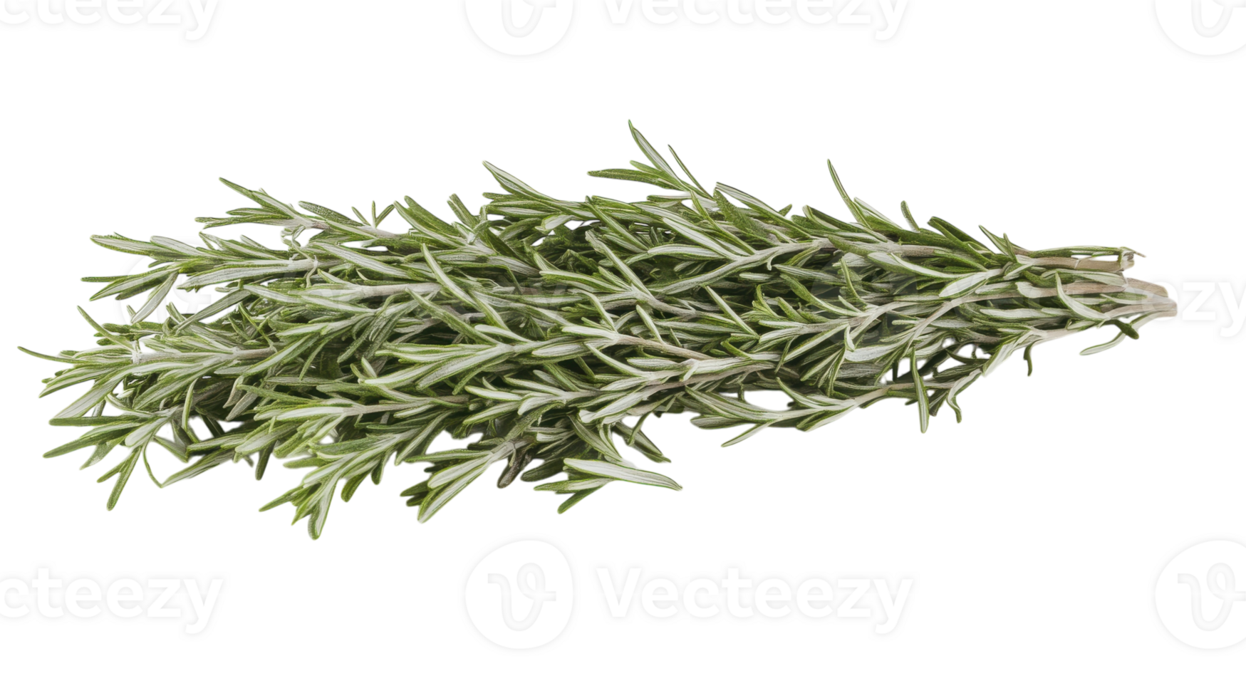 A Fresh Bunch of Rosemary with Delicate Leaves Perfect for Culinary and Herbal Uses, Adding Flavor and Aroma to Dishes and Recipes. png