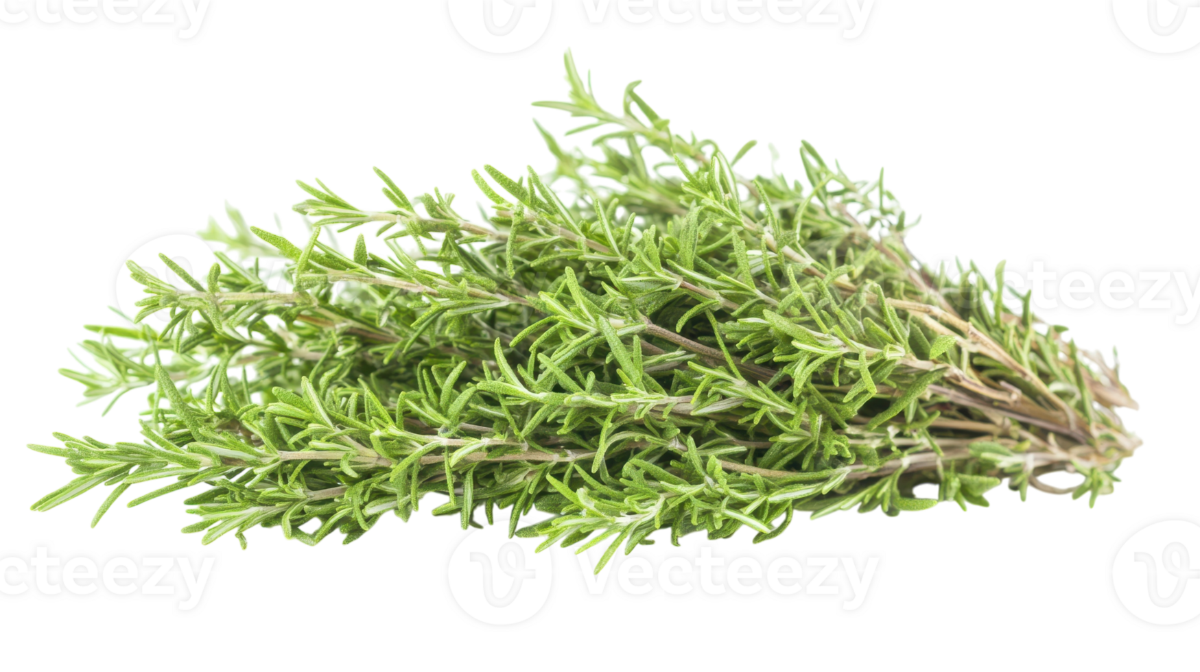 Fresh Rosemary Bunch with Delicate Leaves Perfect for Gourmet Cooking and Herbal Remedies. png