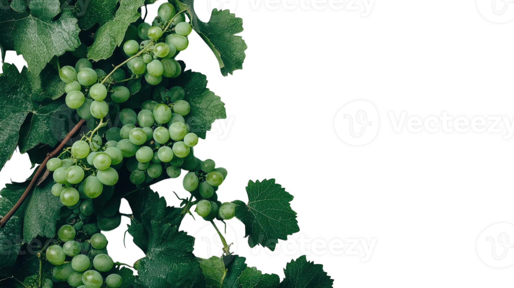 A Lush Fresh Green Grape Vine Showcasing Ripe Grapes Perfect for Wine Production and Culinary Usage in Inviting Settings. png