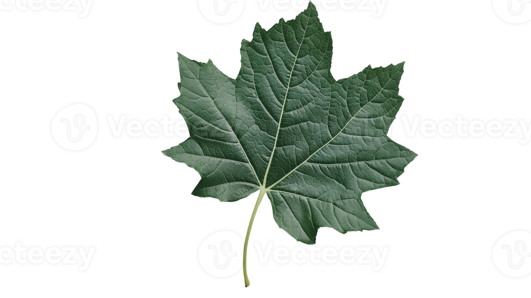 Close-Up Shot of a Fresh Green Leaf Highlighting Its Veins Perfect for Nature-Themed Projects, Educational Materials, and Eco-friendly Designs. png