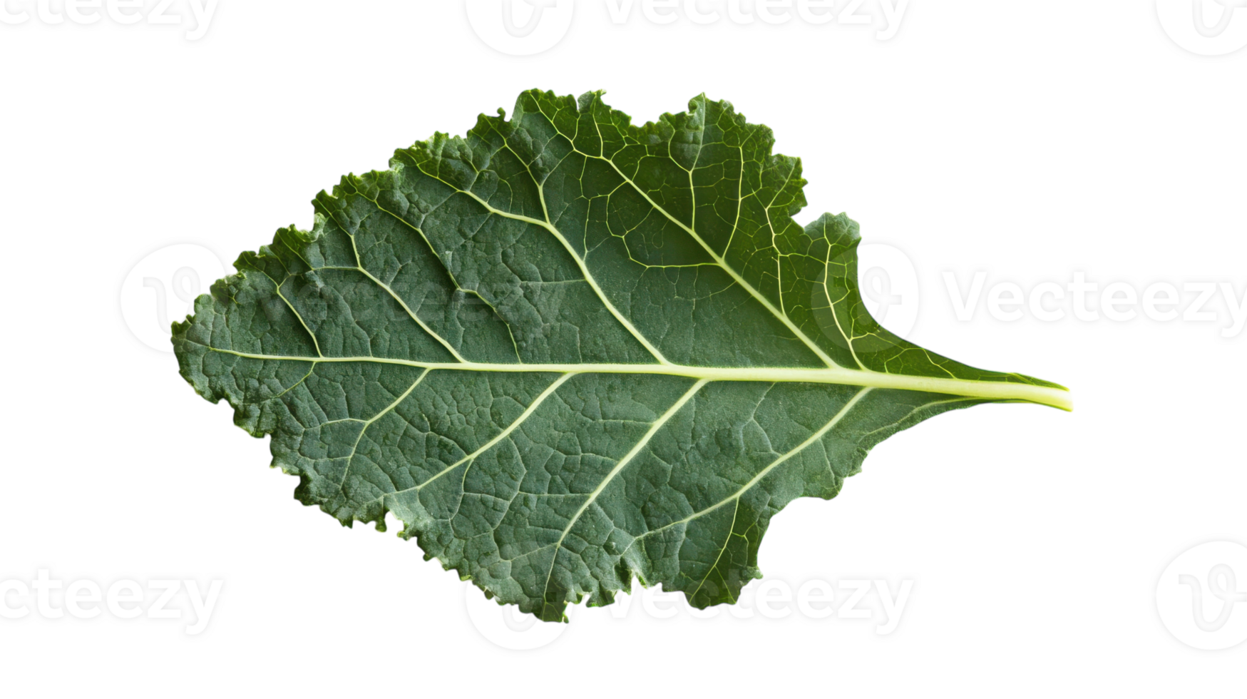 High-Quality Image of a Fresh Kale Leaf with Curly Edges Perfect for Health and Food Blogs, Nutritional Articles, and Cooking Recipes. png