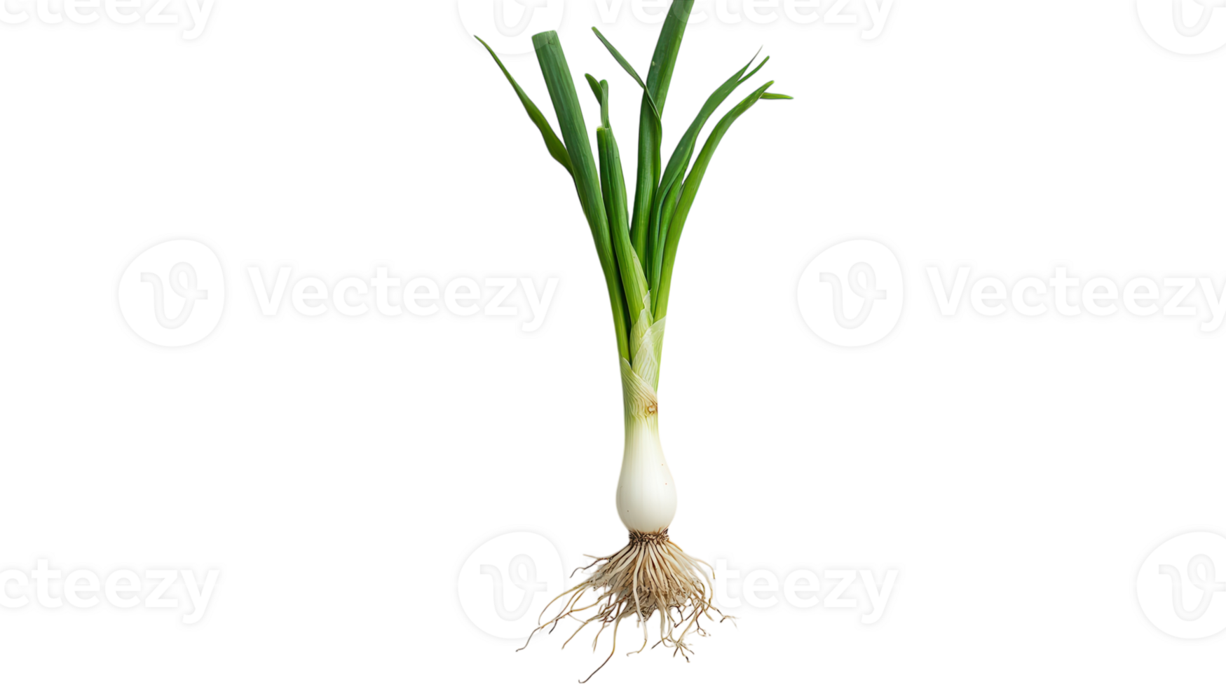 Fresh Green Spring Onion Isolated on White Background for Culinary Use and Healthy Recipes. png
