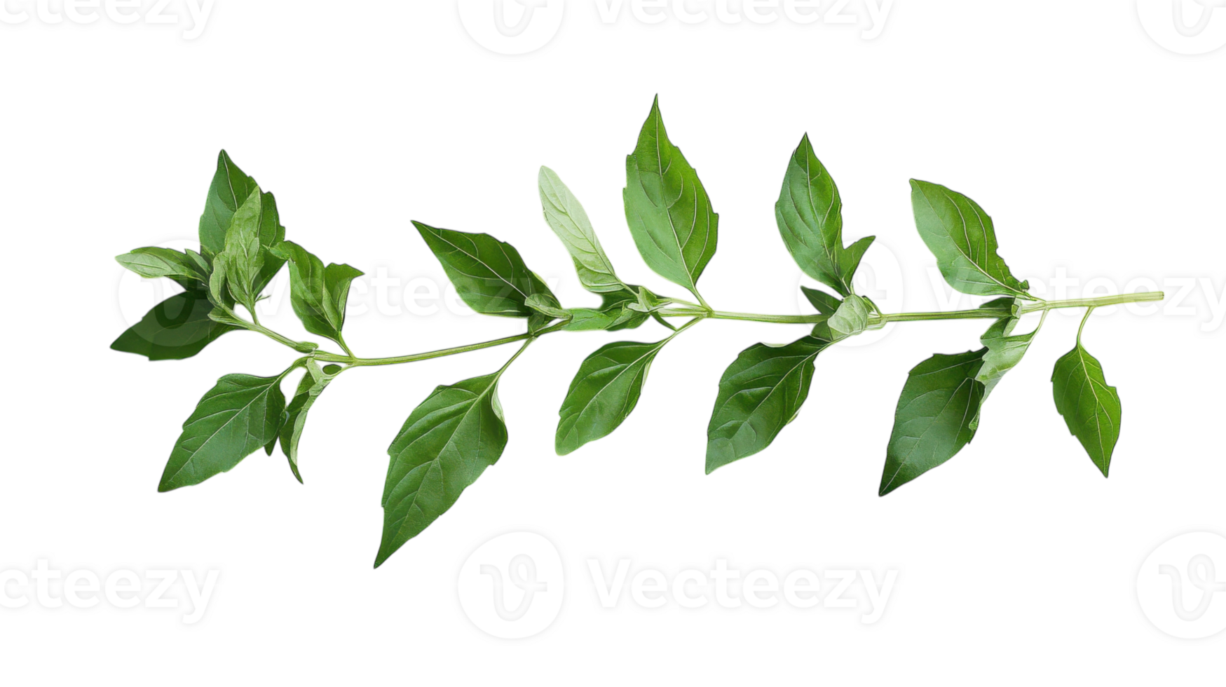 A Fresh Sprig of Basil with Deep Green Leaves Perfect for Culinary Uses and Gourmet Dishes. png