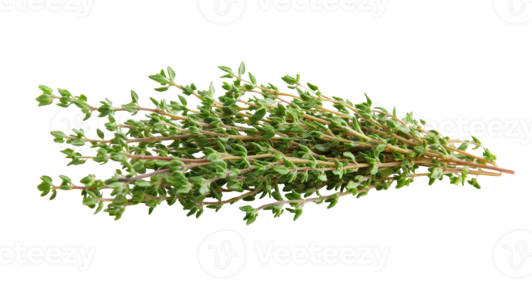 Fresh Sprig of Thyme with Tiny Leaves Ideal for Culinary Uses and Aromatic Enhancements in Dishes and Beverages. png