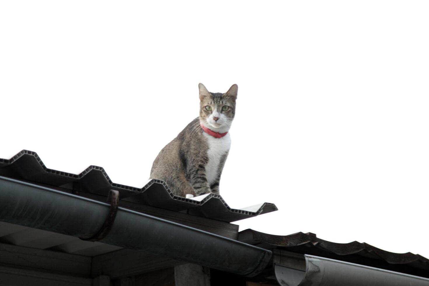 cat sunbathing on roof tiles photo