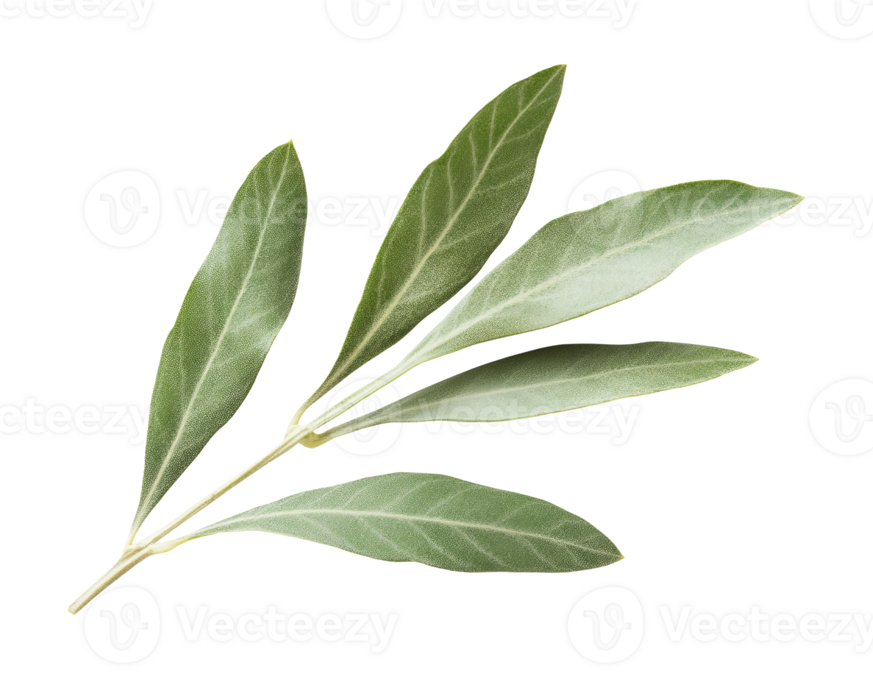 Olive tree twig png