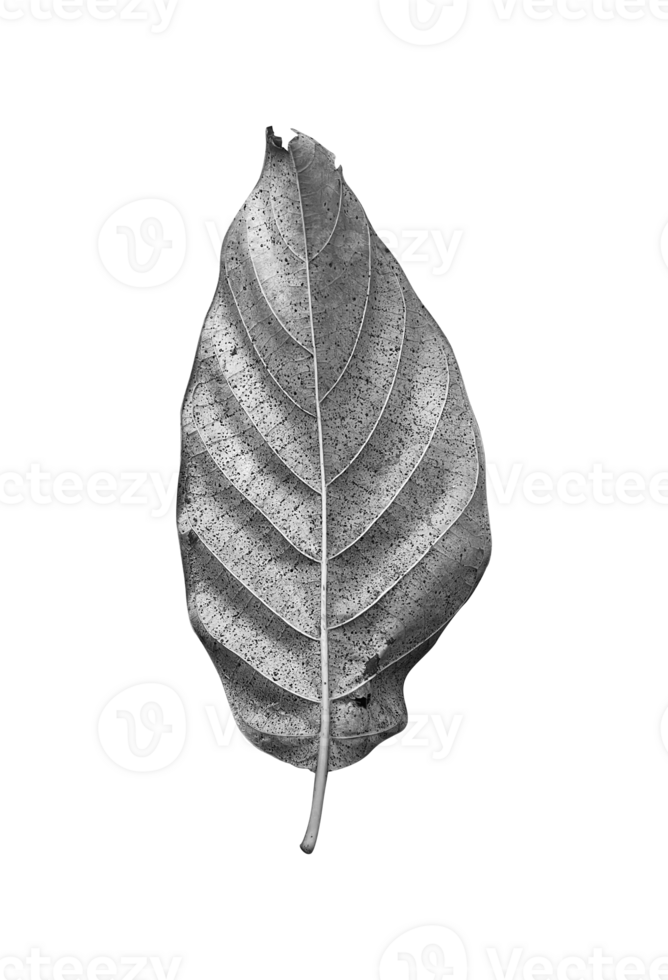 Black and white Dry leaves isolated element png