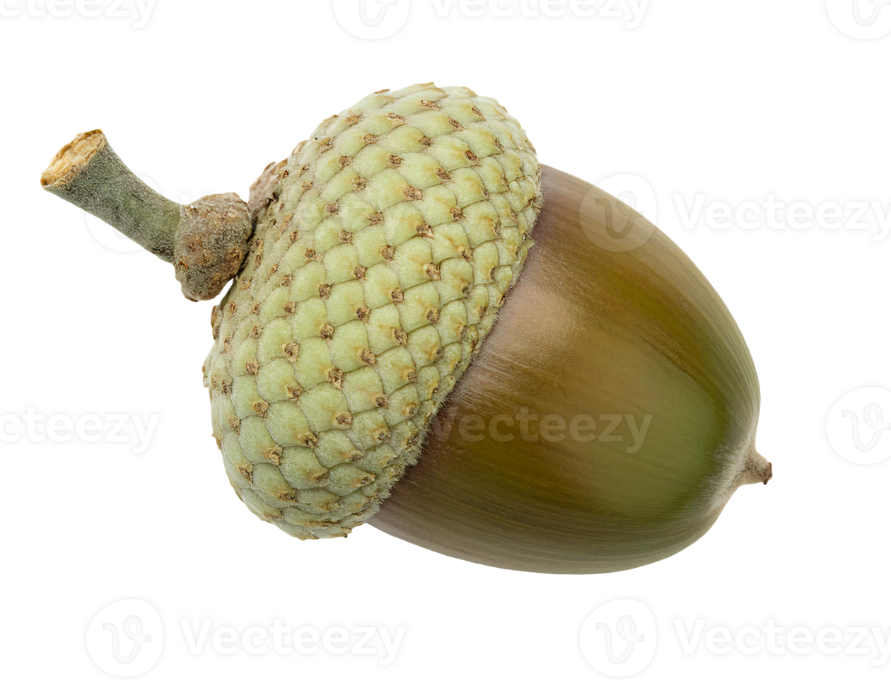 closeup of a single green acorn on isolated background, natural oak seed with detailed texture for autumn and botanical concepts png