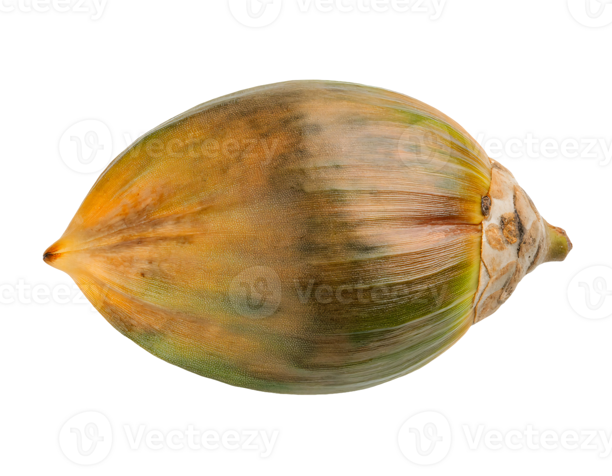 closeup of fresh coconut husk with green and brown tones on isolated background, tropical fruit detail for nature, food, and botanical concepts png