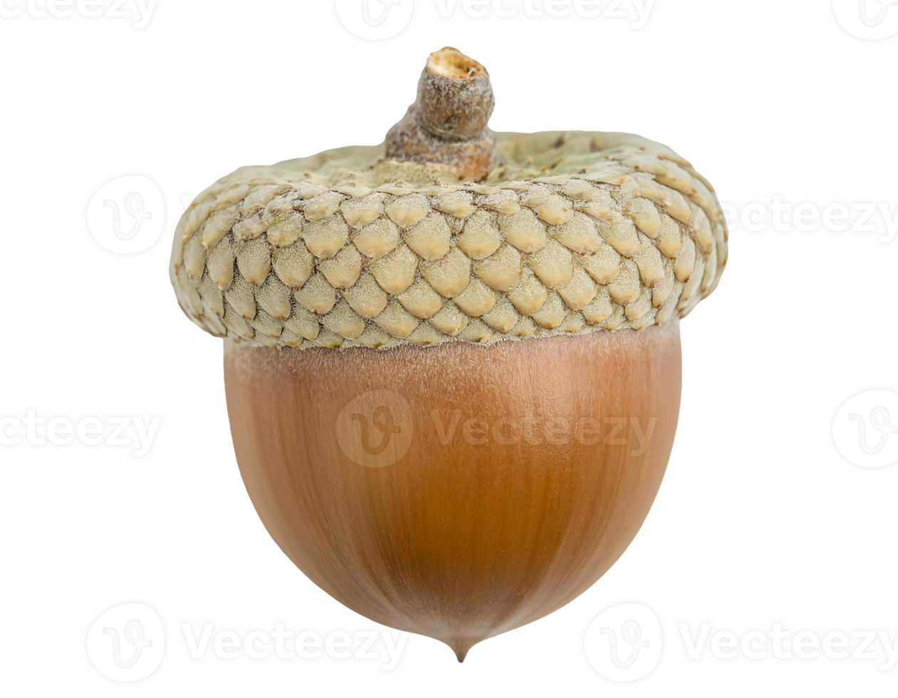closeup of a single brown acorn with textured cap on isolated background, natural oak seed for autumn and botanical concepts png