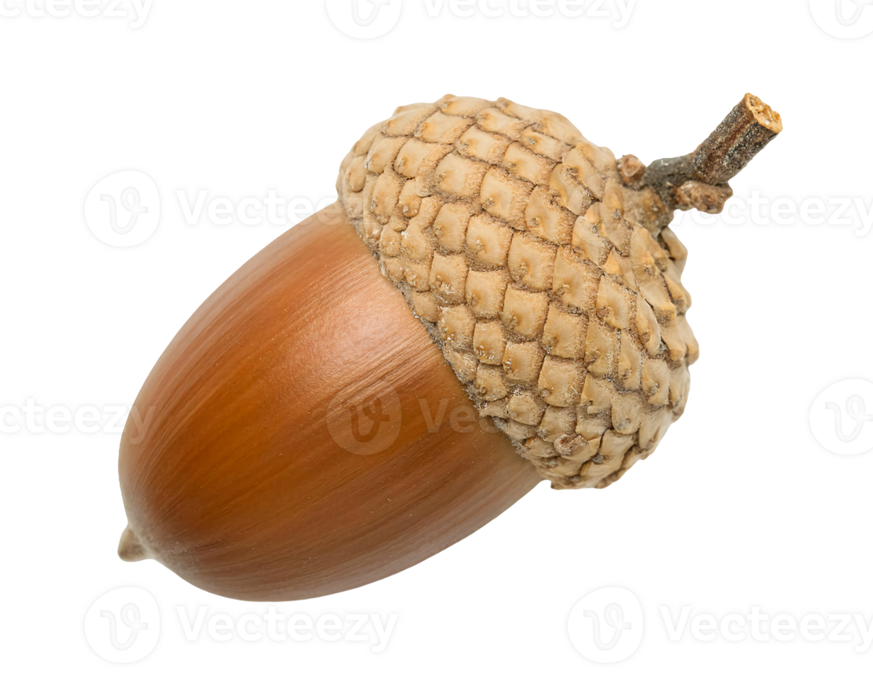 macro closeup of brown acorn with textured cap and small stem on isolated background, natural oak seed for autumn, woodland, and nature concepts png