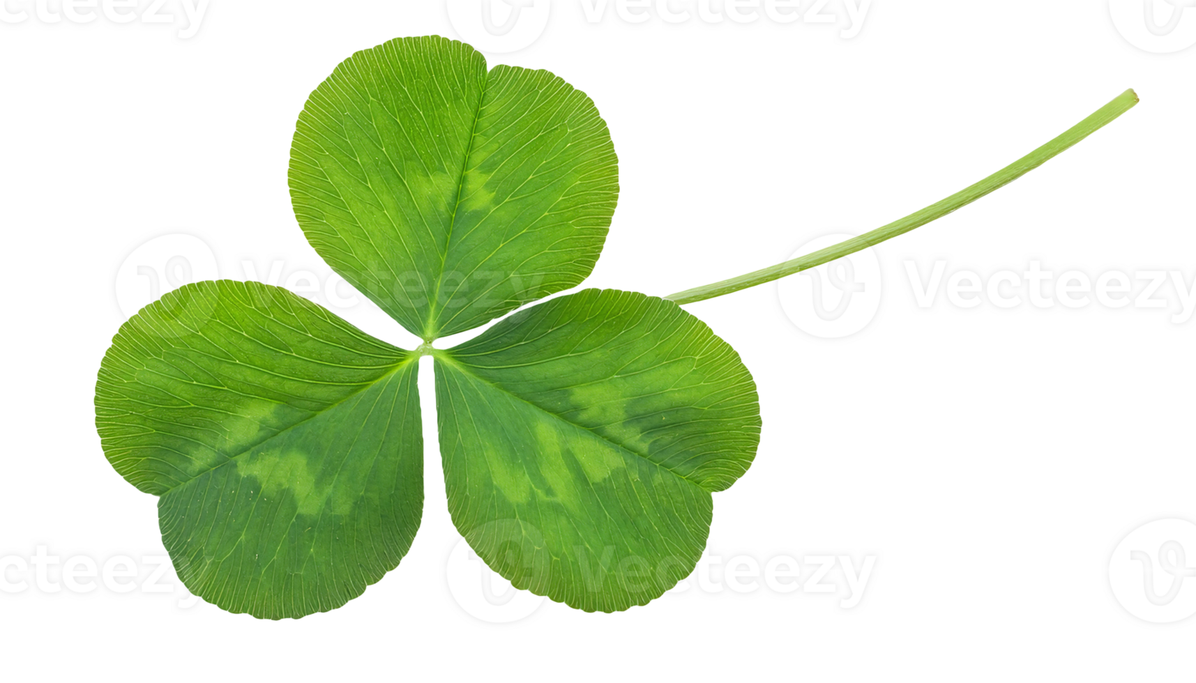 green three-leaf clover on isolated background, close-up lucky shamrock leaf, botanical clover leaf structure, natural green foliage with stem, high-resolution plant photography isolated png