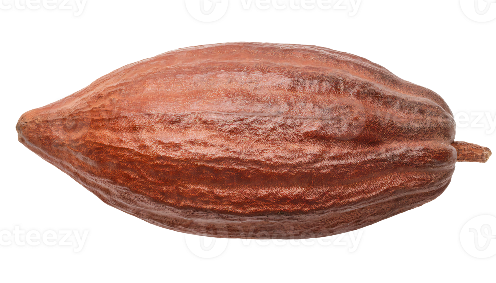 whole cacao pod isolated background, cocoa fruit close-up, natural chocolate ingredient, tropical fruit pod, dried cacao shell png