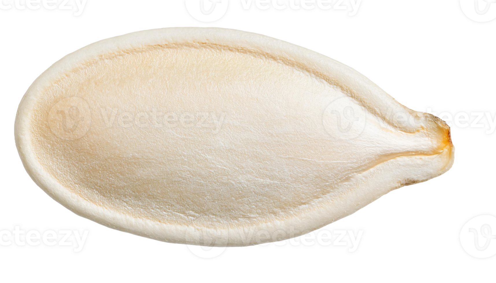 single white pumpkin seed macro close-up with smooth texture on isolated background, raw healthy seed for cooking and nutrition, isolated background png