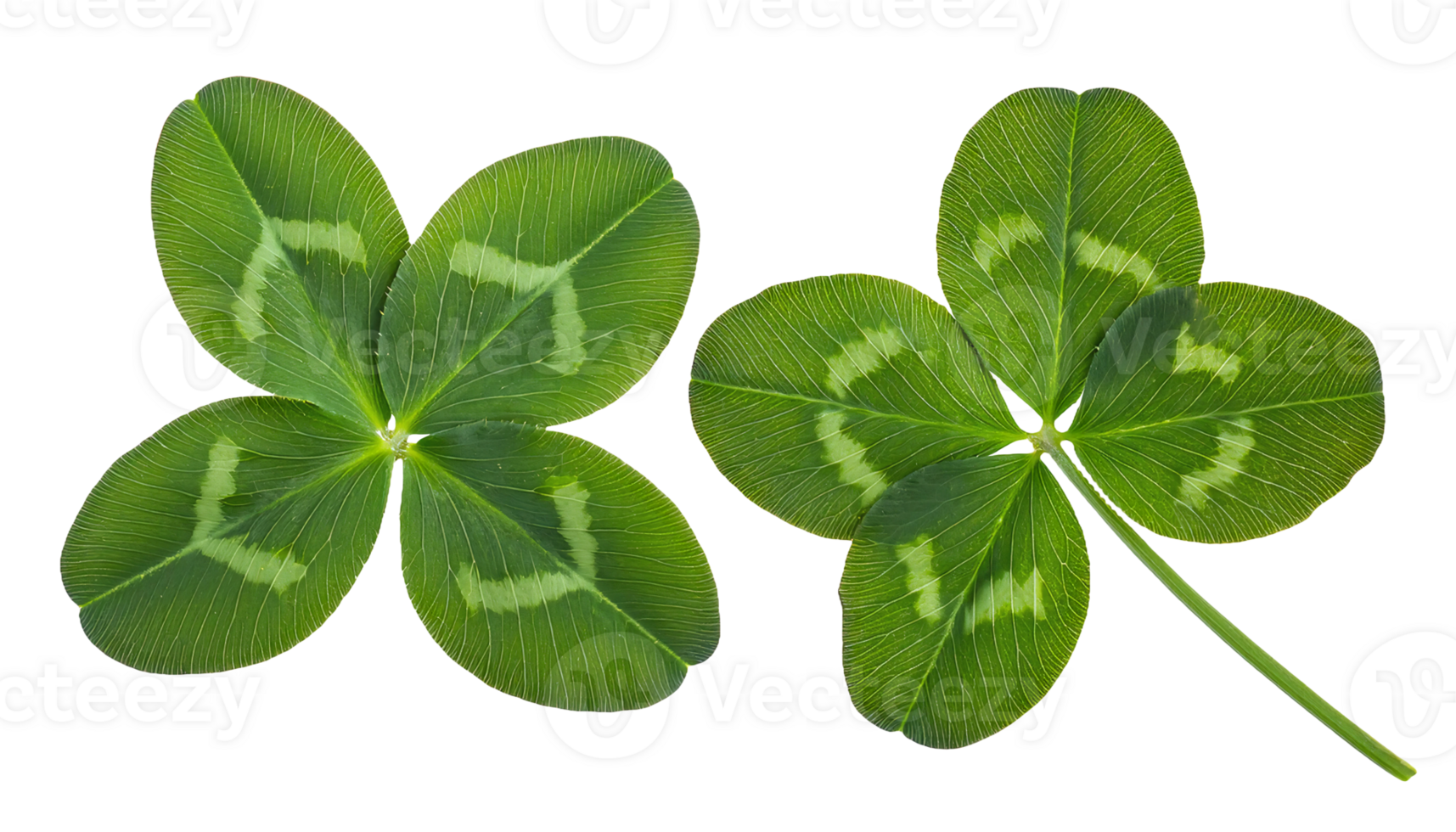 green four-leaf and three-leaf clovers on isolated background, lucky shamrock leaves close-up, natural green foliage pair, botanical clover details with stem png