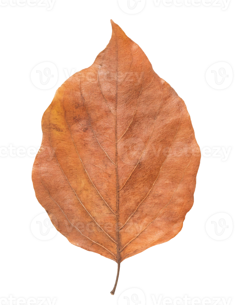 dry brown leaf isolated background, autumn season nature element for botanical and design projects png