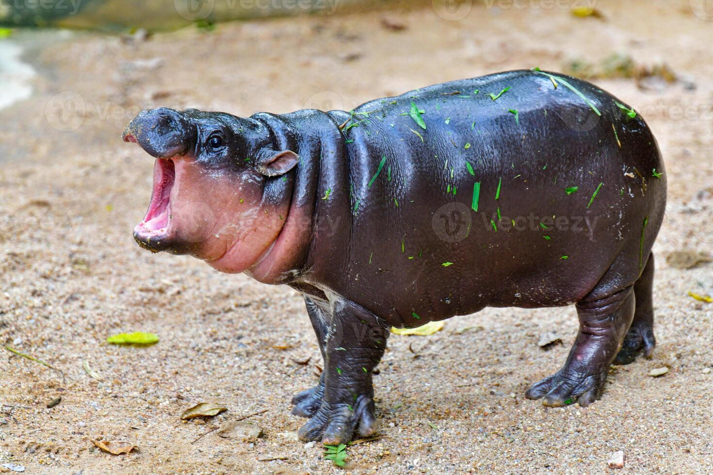 A female pygmy hippo at a zoo in Chonburi, Thailand. photo