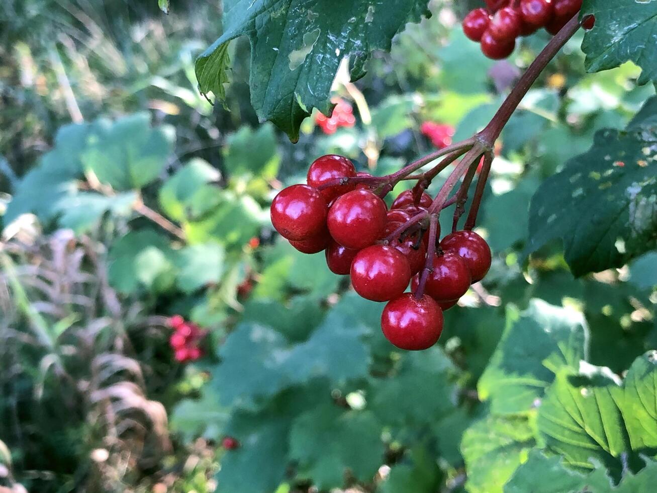 red ripe berries in bunches. branch of red rowan among foliage photo