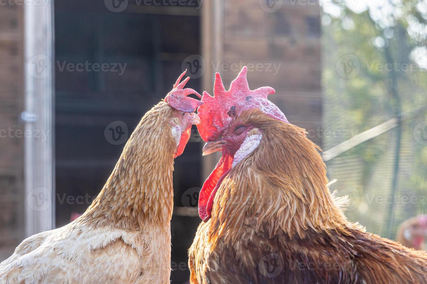 Pair of a hen and a cockerel with red combs against the background of a chicken coop photo