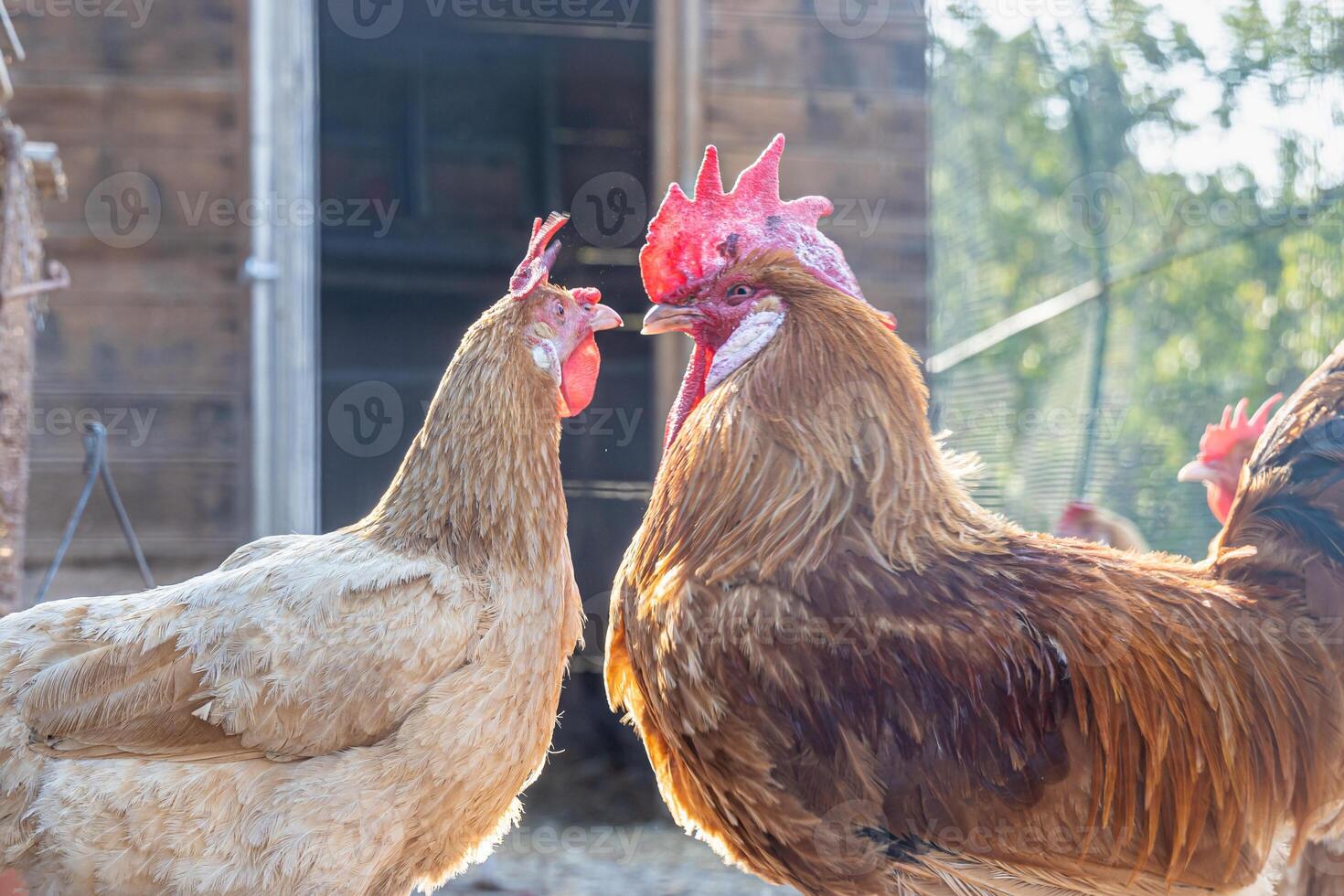 A hen and a cockerel with red combs against the background of a chicken coop photo