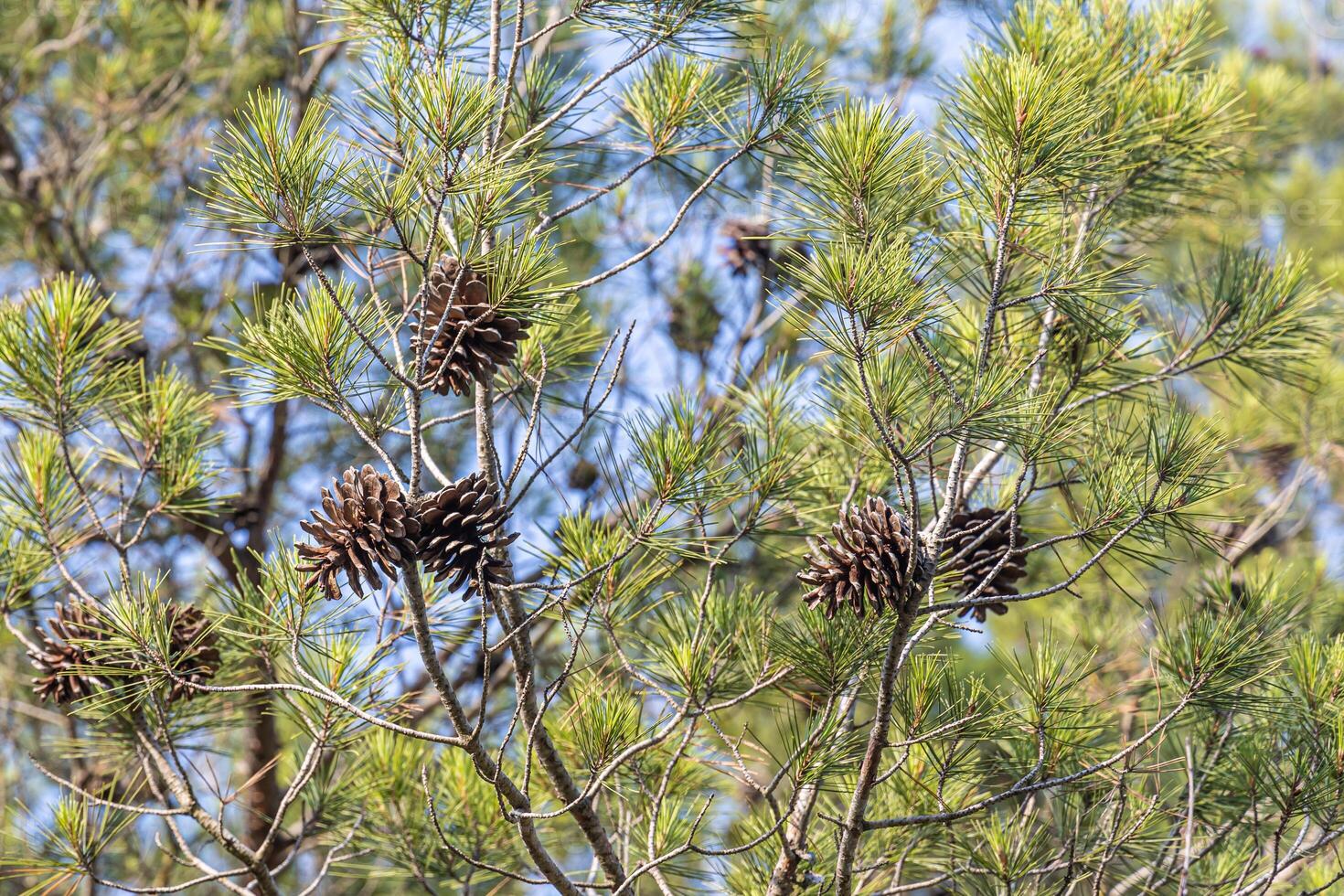 Twigs of pine trees with green needles and cones brown bark on a blue sky background in summer in a park photo