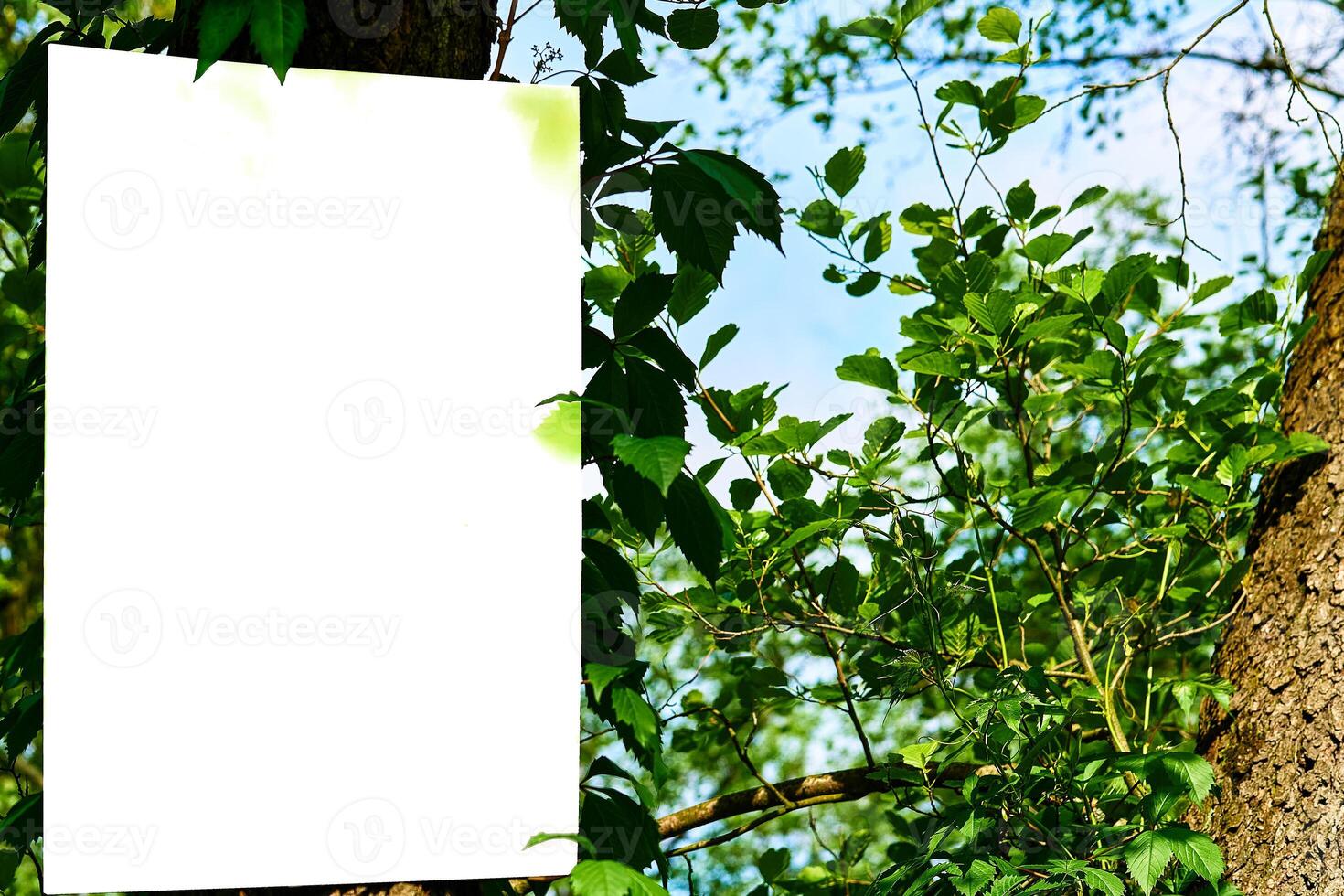 White poster banner billboard on green tree, warm sunny day photo