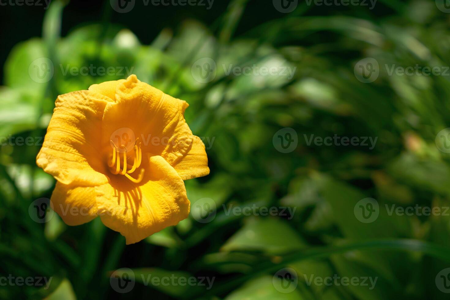 Delicate yellow Middendorf Daylily close up and fresh greenery in garden photo
