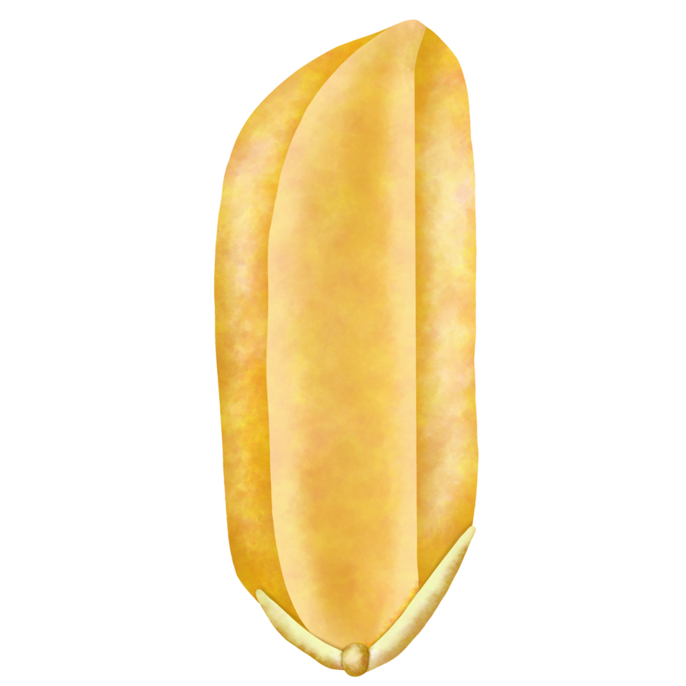1 grain of rice close up png