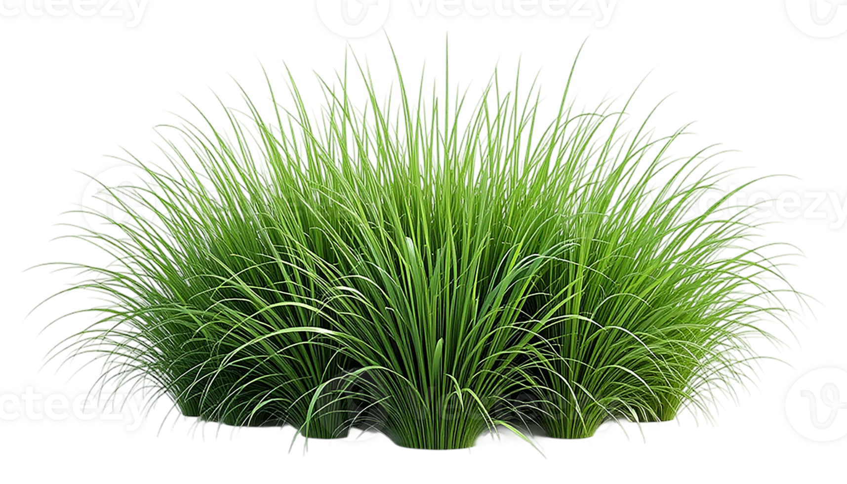 Close-up view of multiple vibrant green grass tufts, isolated against a pure transparent background. png
