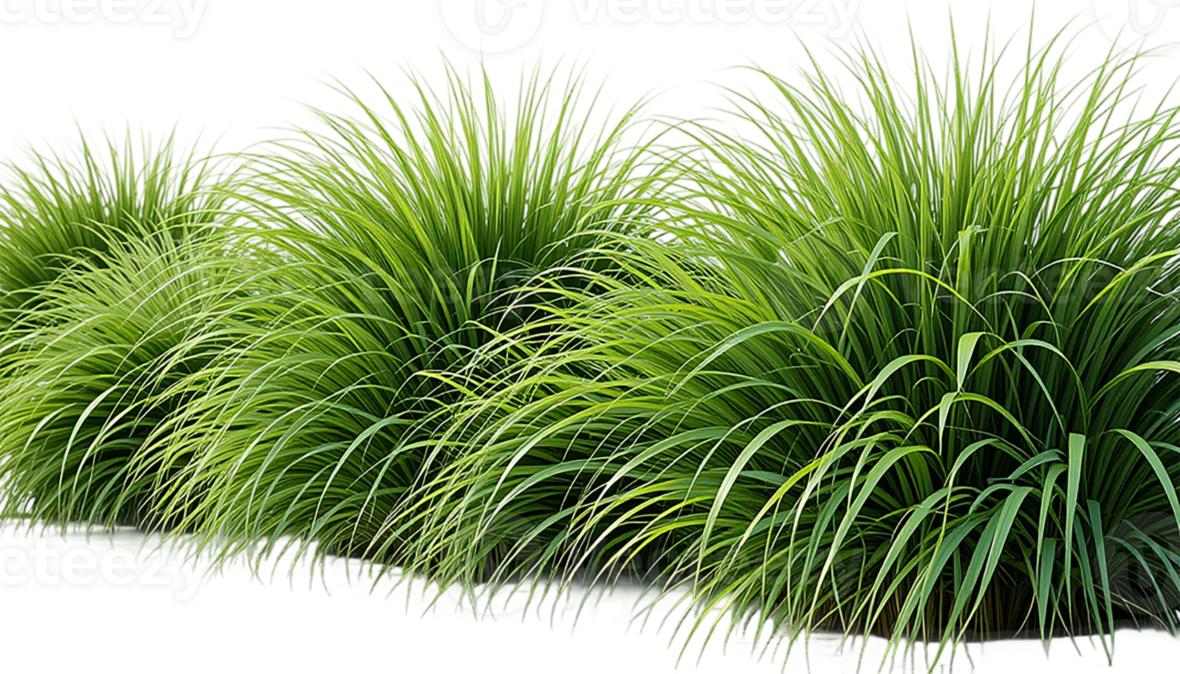 A vibrant, full shot of a dense field of green grass with tall stalks. png