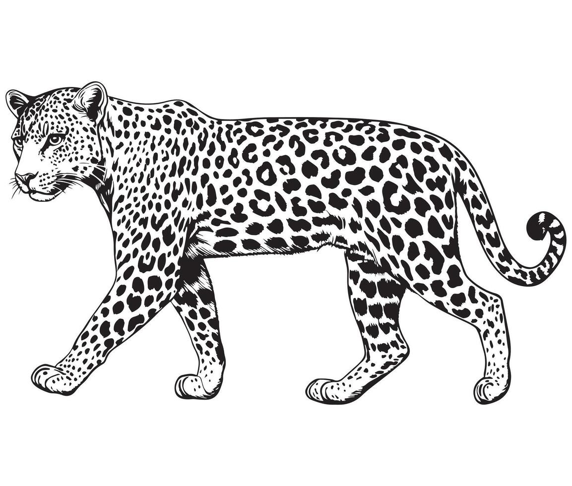 Silhouette Leopard Designs vector