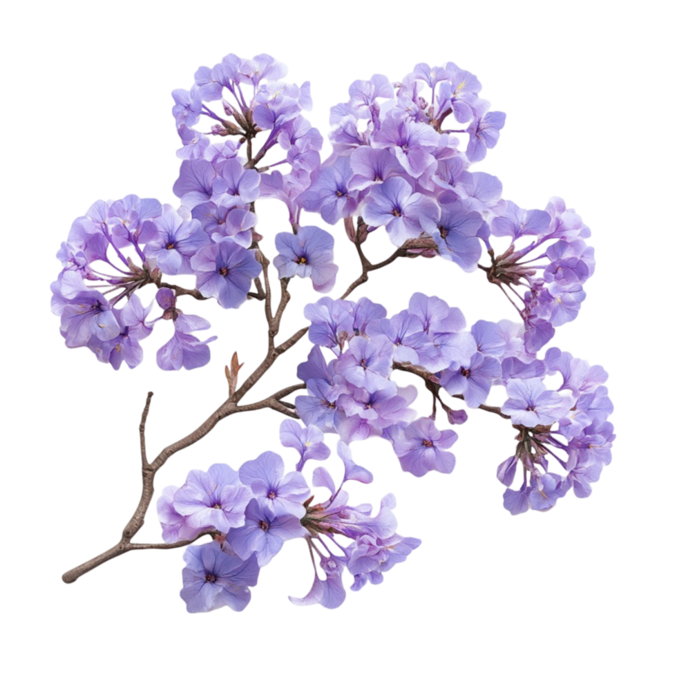 Purple Flowers on Branch png