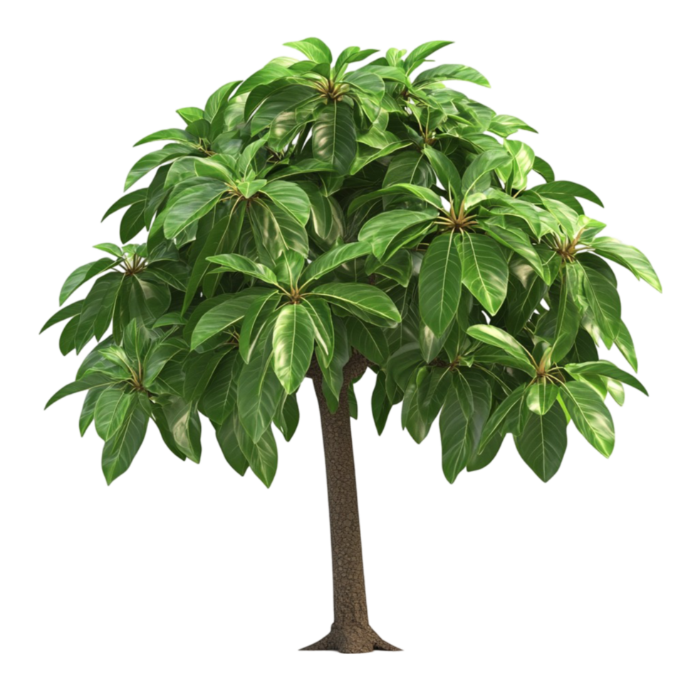 Green Tree on Transparent Background png