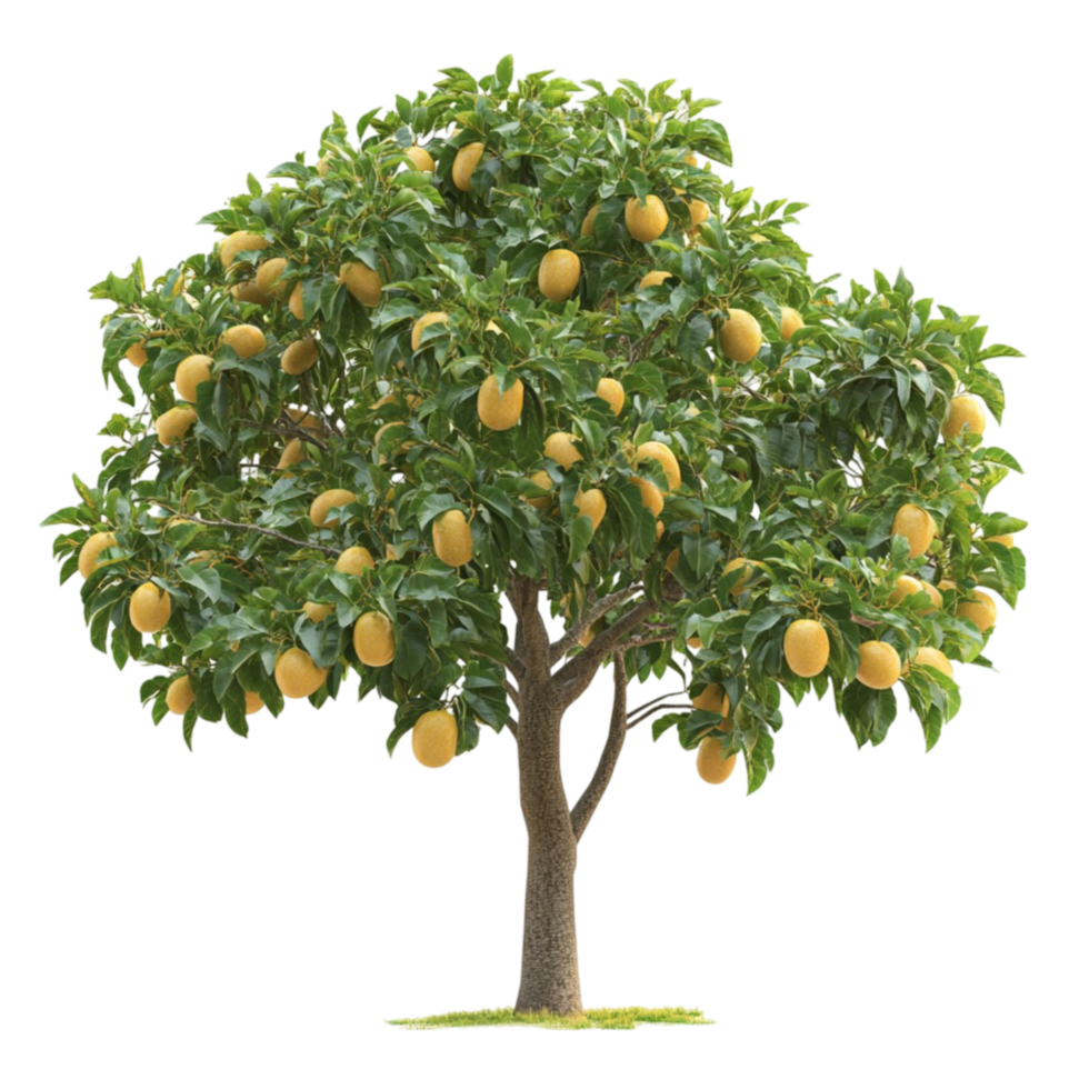 Mango Tree with Fruit png