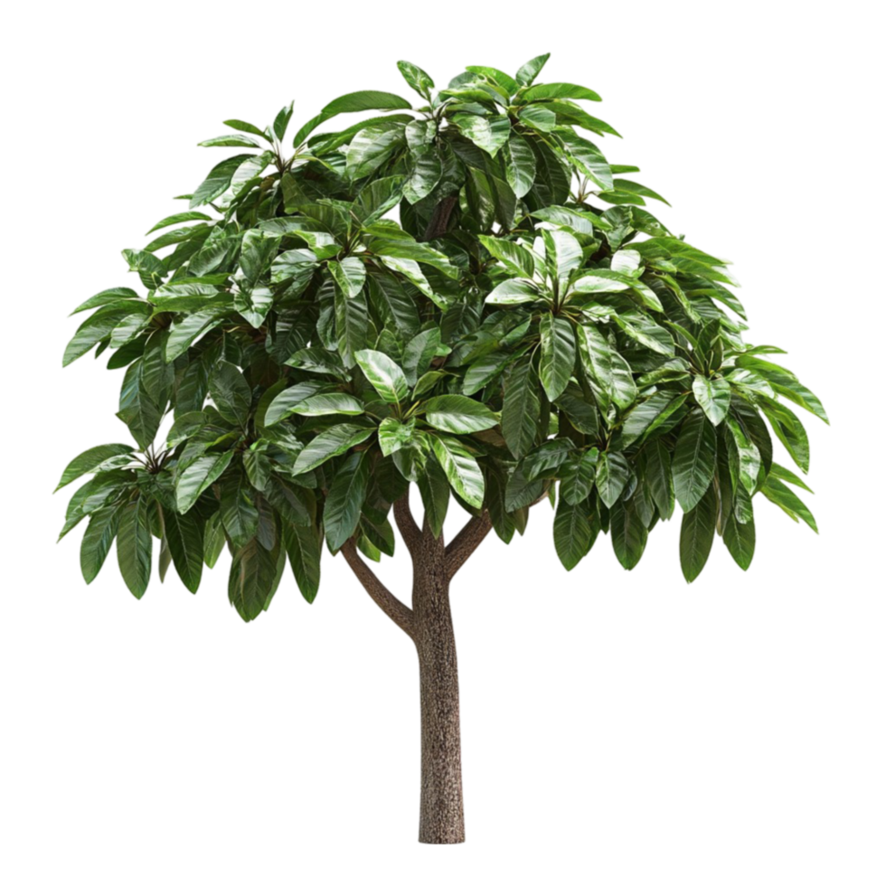 Green Mango Tree png