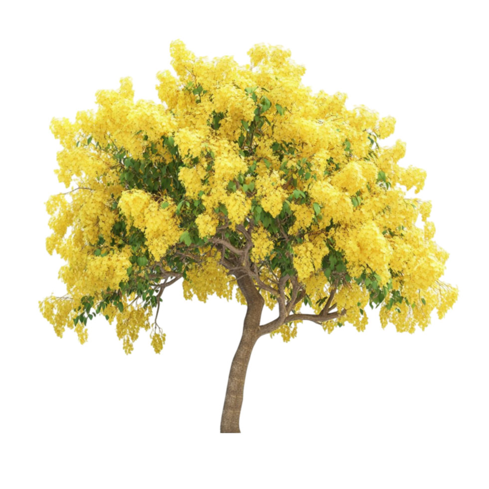 Tree with Bright Yellow Blossoms png