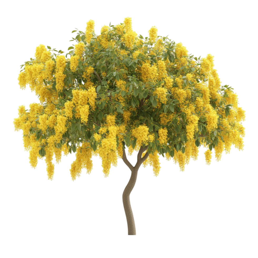 Blooming Tree with Yellow Flowers on Transparent Background png