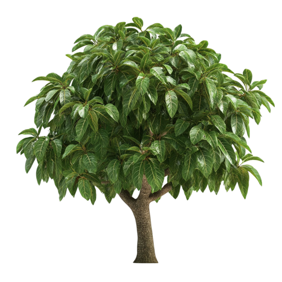 Tree with Dense Green Leaves png
