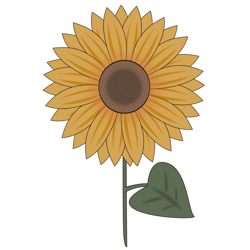 sunflower with leaf png