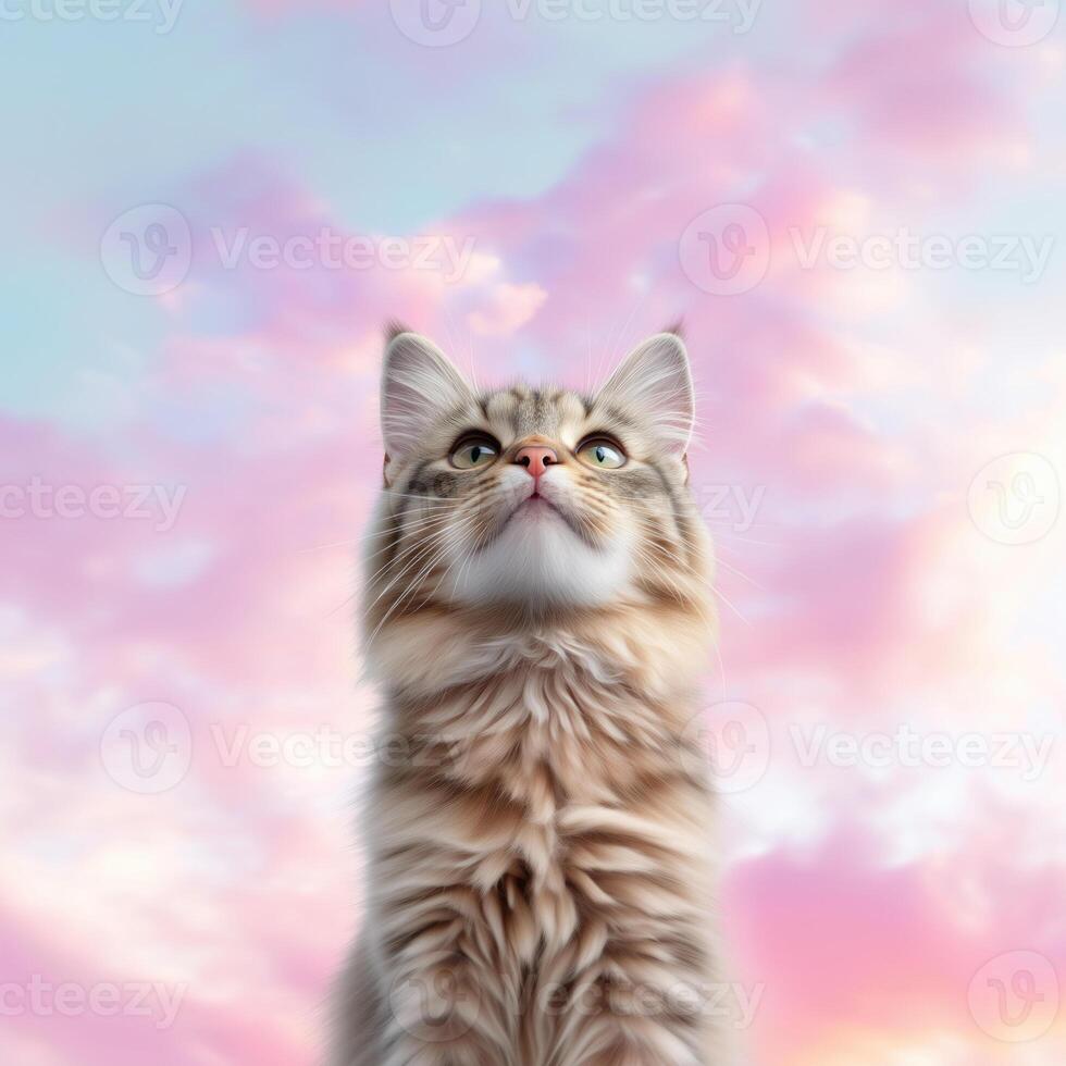 Cute maine kitten with blue eyes looking up on sky background photo