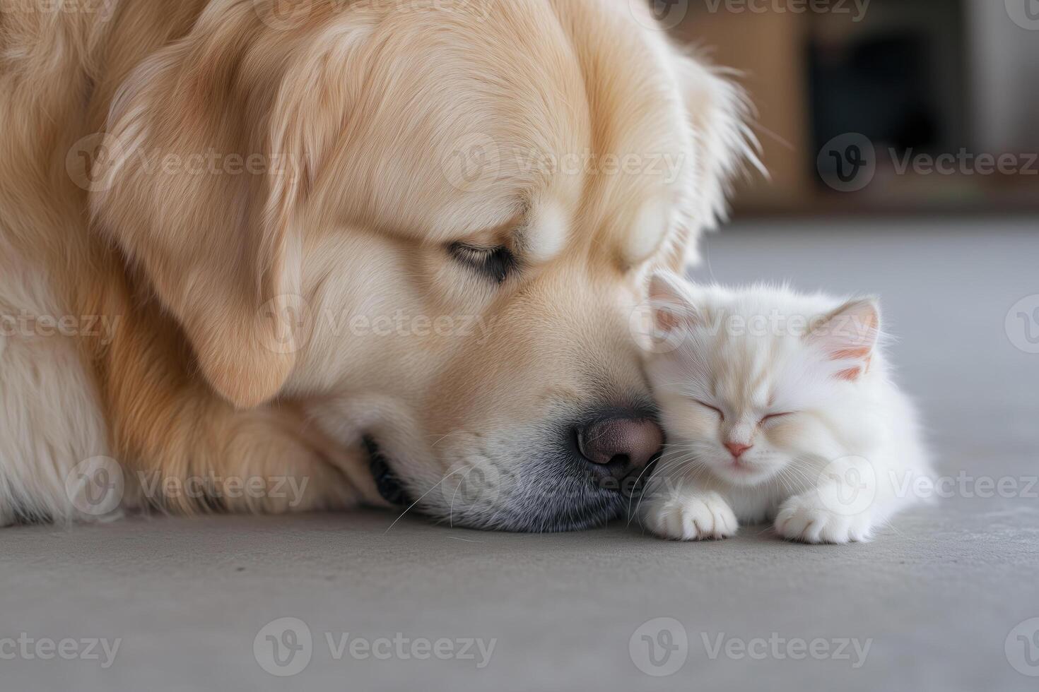 adult big and small kitten together lying on the floor. photo
