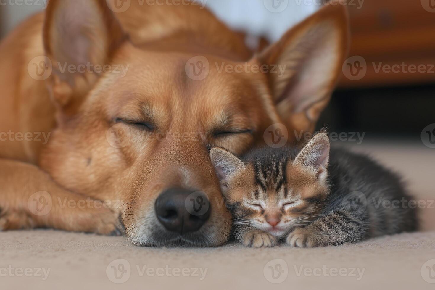 kitten and dog sleeping together on the floor photo